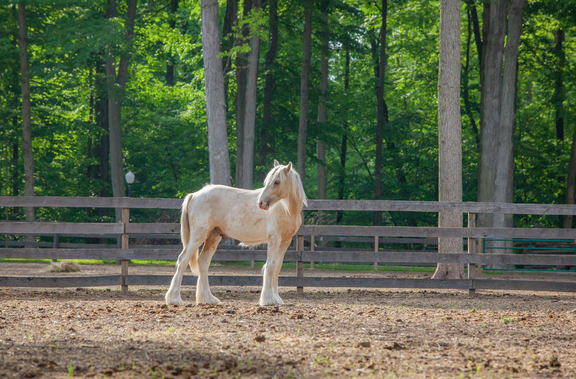 How Can A Horse Help You Make Big Decisions?