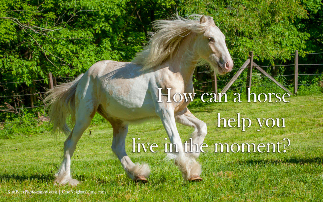 How can a horse help you live in the moment?