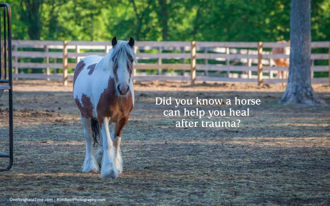 How a horse can help you heal after trama
