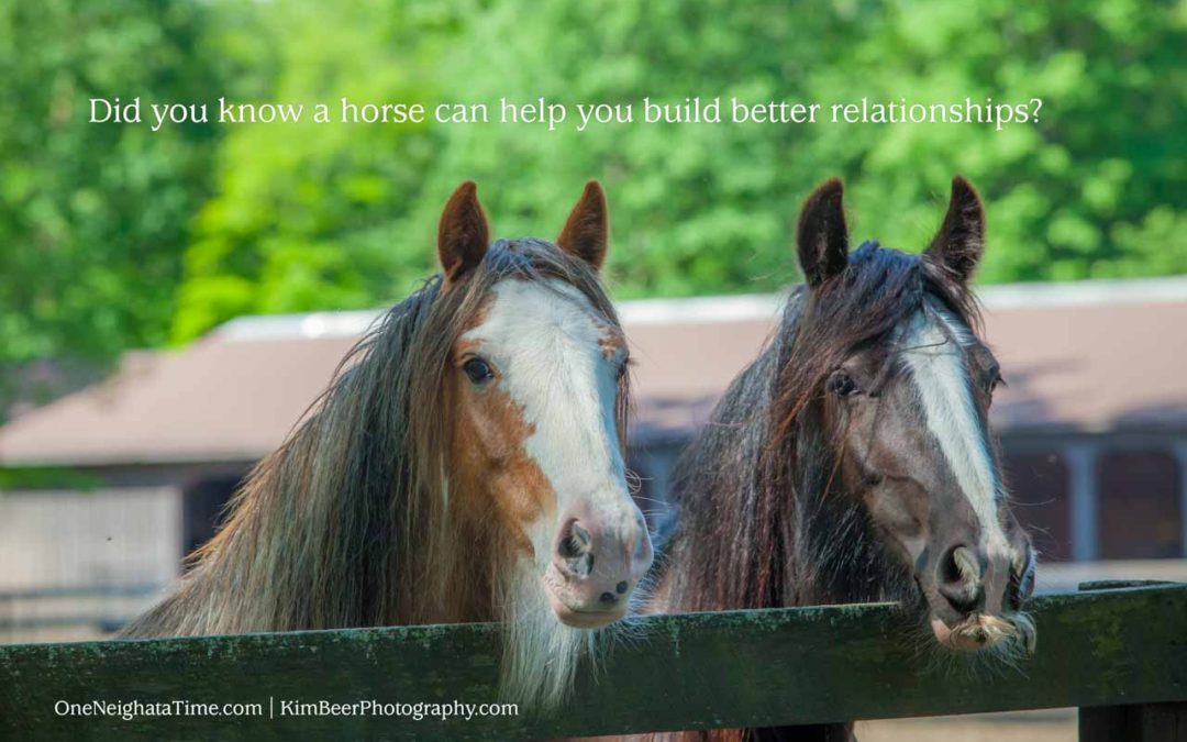 How can a horse help you build better relationships?