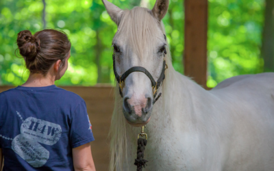 How Can A Horse Heal Your Spirit?
